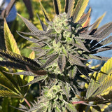 Black Tuna "Samarian Sunset" Feminised Cannabis Seeds