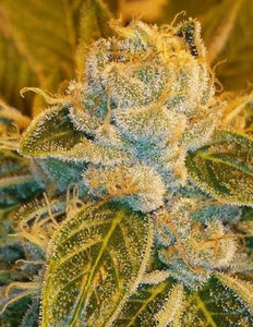 Ripper Seeds Sour Ripper Feminised Seeds