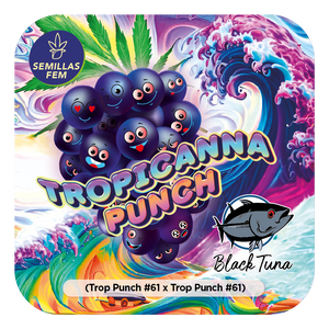 Black Tuna "Tropicanna Punch S1" Feminised Cannabis Seeds