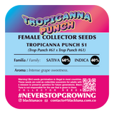 Black Tuna "Tropicanna Punch S1" Feminised Cannabis Seeds