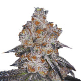 Growers Choice "White Fire Gelato" Feminised Cannabis Seeds