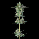 Compound Genetics "Wingsuit" Gastro Pop Collection Feminised Cannabis Seeds