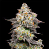 Cookies "Acai Grapes" Feminised Cannabis Seeds