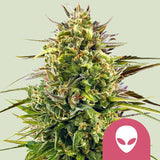 Royal Queen Seeds "Alien OG" Feminised Cannabis Seeds