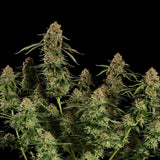 Royal Queen Seeds "Alien OG" Feminised Cannabis Seeds