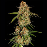 Royal Queen Seeds "Alien OG" Feminised Cannabis Seeds