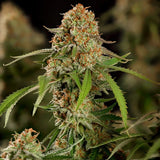 Royal Queen Seeds "Alien OG" Feminised Cannabis Seeds