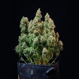 Royal Queen Seeds "Amnesia Haze AUTO" Feminised Cannabis Seeds