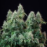 Royal Queen Seeds "Amnesia Haze AUTO" Feminised Cannabis Seeds
