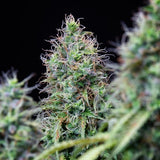 Royal Queen Seeds "Amnesia Haze AUTO" Feminised Cannabis Seeds