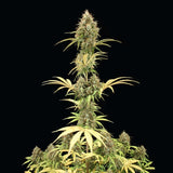 Royal Queen Seeds "Amnesia Haze AUTO" Feminised Cannabis Seeds