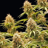 Royal Queen Seeds "Amnesia Haze AUTO" Feminised Cannabis Seeds