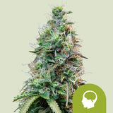 Royal Queen Seeds "Amnesia Haze AUTO" Feminised Cannabis Seeds