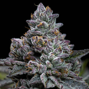 Barney's Farm "Apple Fritter" Feminised Cannabis Seeds