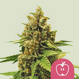 Royal Queen Seeds "Apple Fritter" Feminised Cannabis Seeds