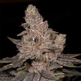 Archive Seed-Bank "Slurricane" Feminised Cannabis Seeds