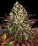 Barney's Farm "Biscotti" Feminised Cannabis Seeds