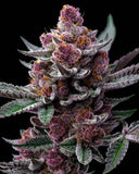 Barney's Farm "Cherry Poppers" Feminised Cannabis Seeds