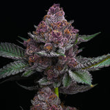 Barney's Farm "Cherry Poppers" Feminised Cannabis Seeds