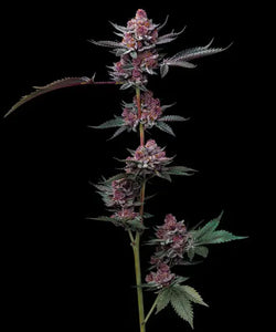 Barney's Farm "Cherry Poppers" Feminised Cannabis Seeds