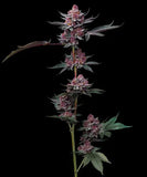 Barney's Farm "Cherry Poppers" Feminised Cannabis Seeds