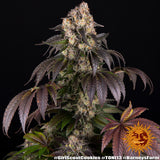 Barney's Farm "Girl Scout Cookies" Feminised Cannabis Seeds