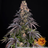 Barney's Farm "Girl Scout Cookies" Feminised Cannabis Seeds