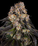Barney's Farm "Girl Scout Cookies" Feminised Cannabis Seeds