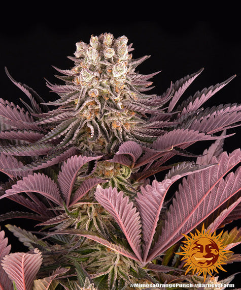 Barney's Farm Mimosa x Orange Punch Feminised Cannabis Seeds