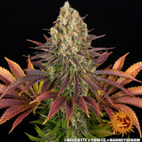 Barney's Farm "Biscotti" Feminised Cannabis Seeds