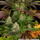 Barney's Farm "Biscotti" Feminised Cannabis Seeds