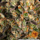 Barney's Farm "Biscotti" Feminised Cannabis Seeds