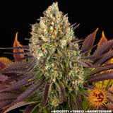 Barney's Farm "Biscotti" Feminised Cannabis Seeds