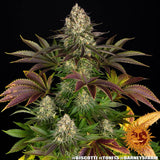 Barney's Farm "Biscotti" Feminised Cannabis Seeds