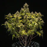 Royal Queen Seeds "Blue Cheese AUTO" Feminised Cannabis Seeds