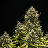 Royal Queen Seeds "Blue Cheese AUTO" Feminised Cannabis Seeds