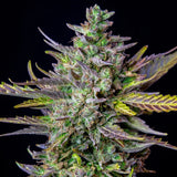 Royal Queen Seeds "Blue Cheese AUTO" Feminised Cannabis Seeds