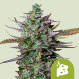 Royal Queen Seeds "Blue Cheese AUTO" Feminised Cannabis Seeds