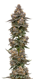 Growers Choice "Blue Zeclair" Feminised Cannabis Seeds