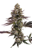 Humboldt Seed Co. "Blueberry Cupcake" Feminised Cannabis Seeds