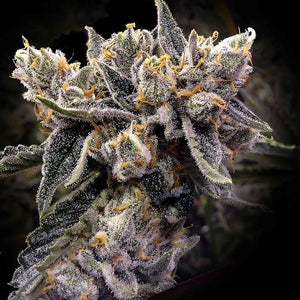 DNA Genetics "Bruised Bananas"Feminised Cannabis Seeds