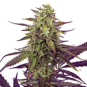Royal Queen Seeds "Cereal Milk" Feminised Cannabis Seeds