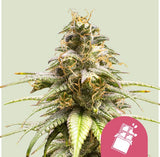 Royal Queen Seeds "Chocolate Haze" Feminised Cannabis Seeds