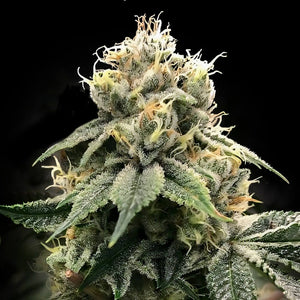 DNA Genetics "Chocolate Truffle Shuffle" Feminised Cannabis Seeds