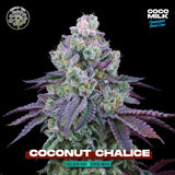 Perfect Tree Coconut Chalice Feminised Cannabis Seeds
