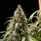 Royal Queen Seeds "Cookies Gelato AUTO" Feminised Cannabis Seeds