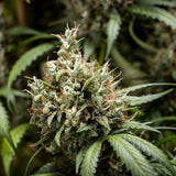 Royal Queen Seeds "Cookies Gelato AUTO" Feminised Cannabis Seeds