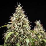 Royal Queen Seeds "Cookies Gelato AUTO" Feminised Cannabis Seeds