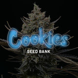 Cookies "Corn Syrup" Feminised Cannabis Seeds