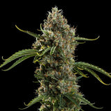 Royal Queen Seeds "Diesel AUTO" Feminised Cannabis Seeds